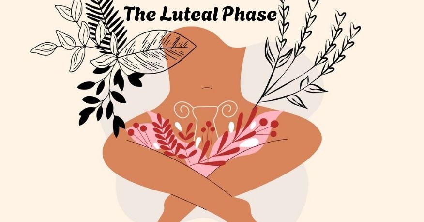 Fertility Cycle The Luteal Phase