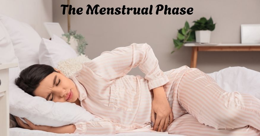 Fertility Cycle The Menstrual Phase