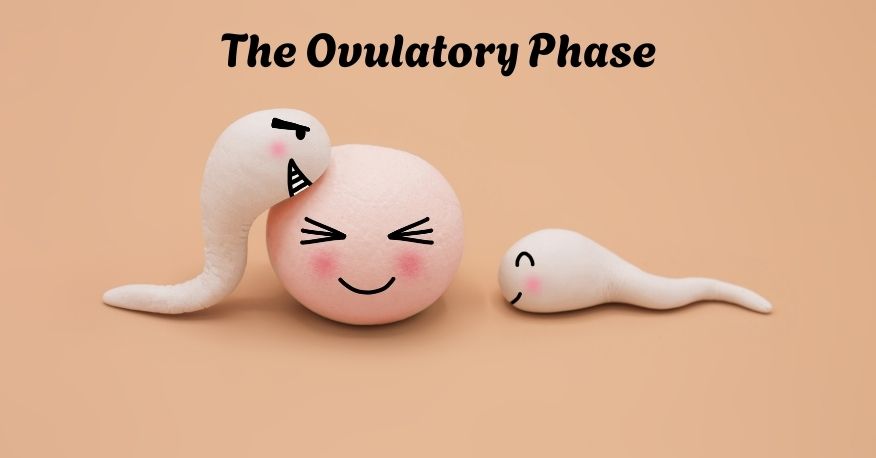 Fertility Cycle The Ovulatory Phase