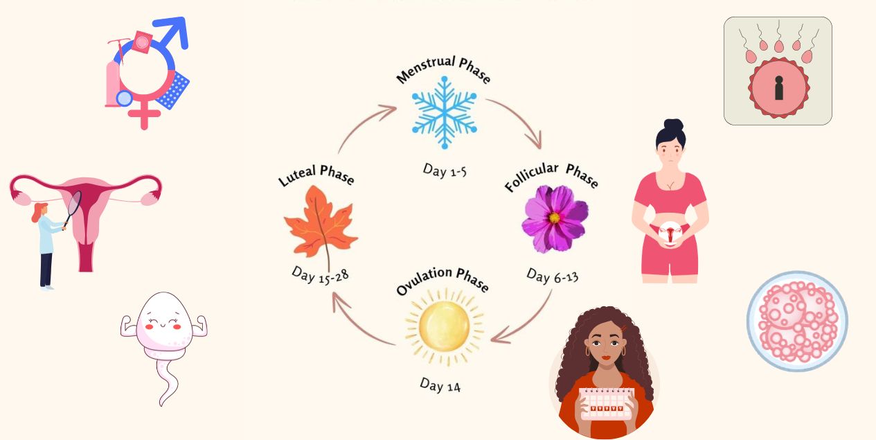 Fertility Cycle