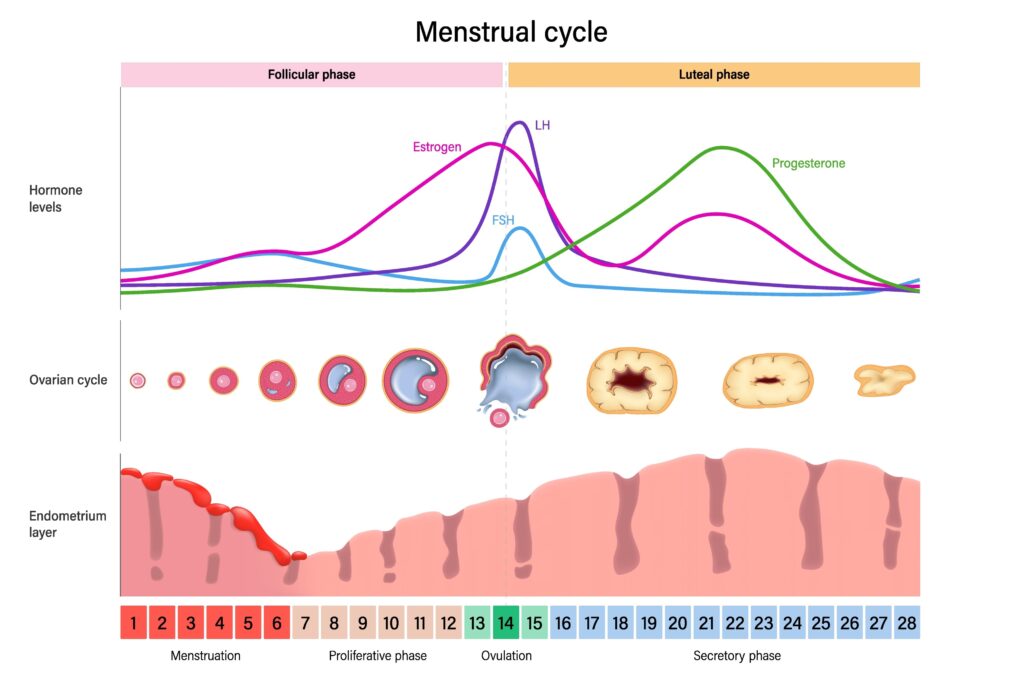 follicular phase