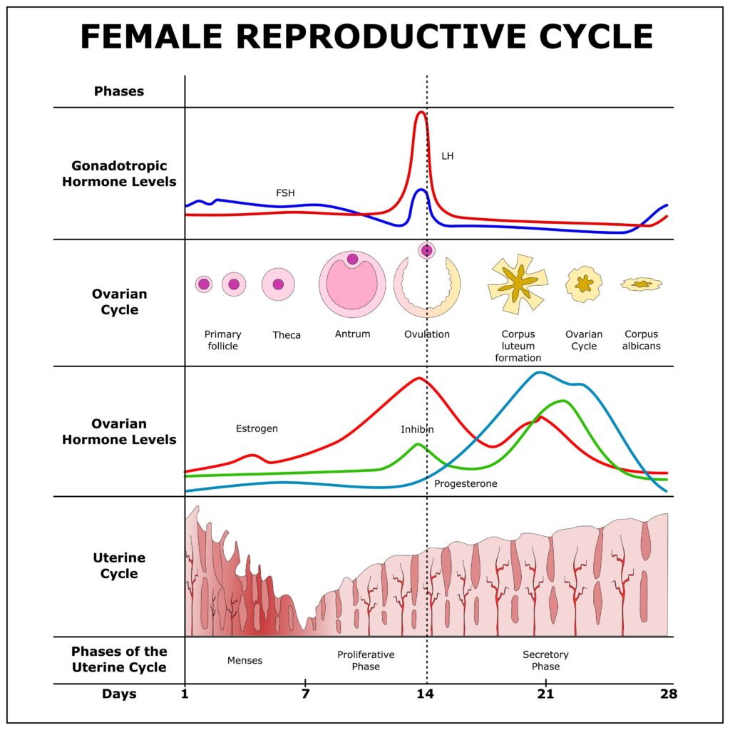 Pregnancy Preparation Female Reproductive Cycle