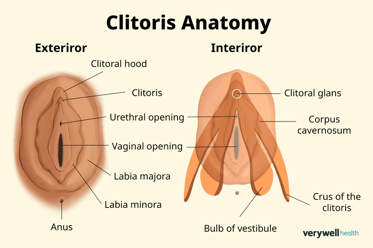 Clitoral Birth Anatomy